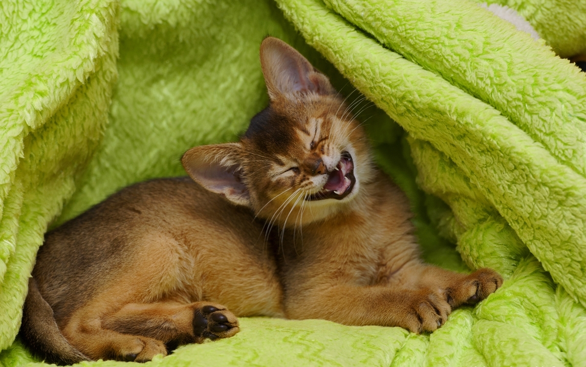Абиссинская кошка