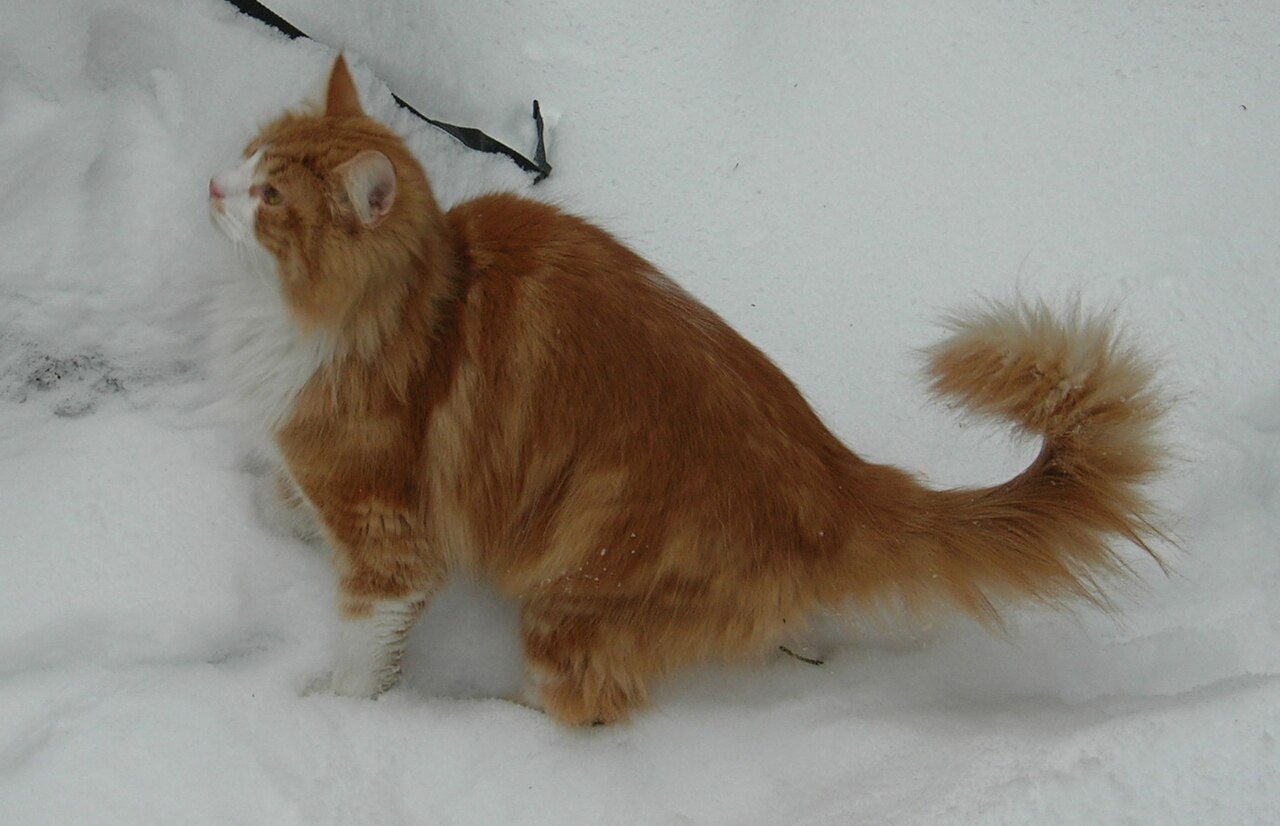 Норвежская лесная кошка