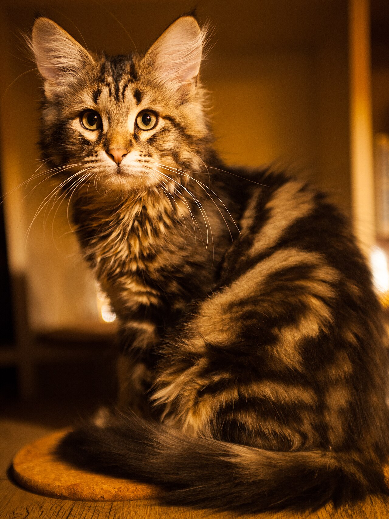 Сибирская кошка